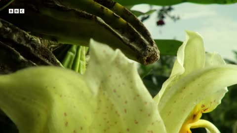 ‎Flower s Hypnotic Perfume Makes Orchid Bees Go Wild | Wild Mexico | BBC Earth ‎