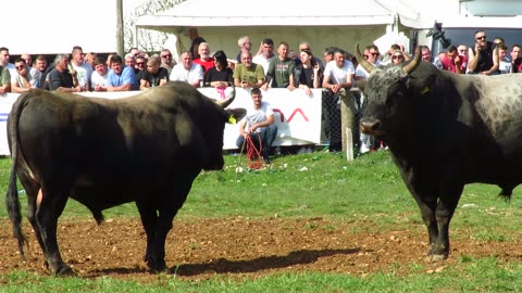 Medonja od Goja vs Mrkonja od Marasovića korida Dicmo 2024