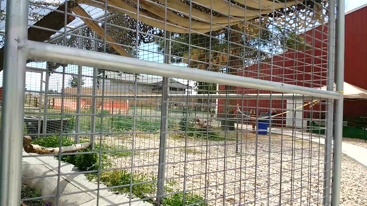 Bearcat sniffs a pole in exhibit