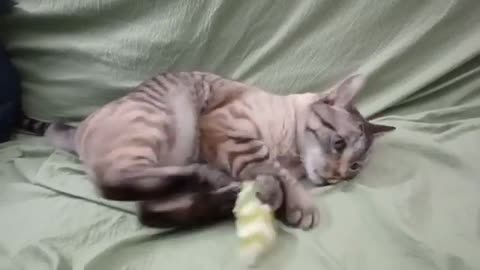 Paws, Play, Repeat: The Cutest Paw Cleaning Session