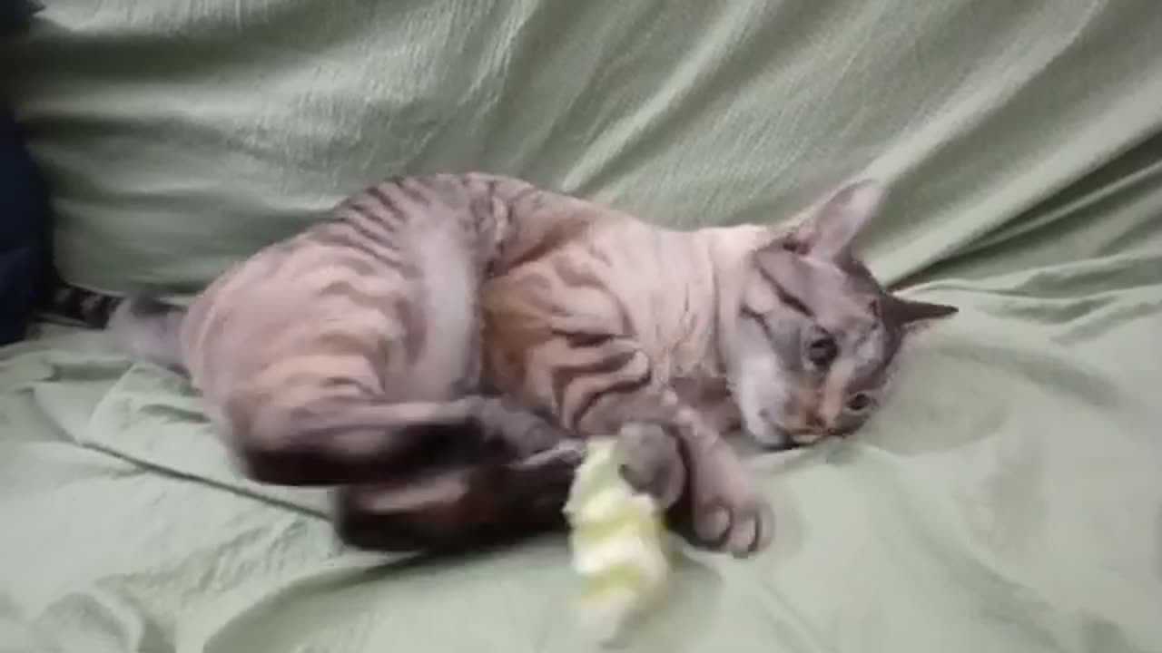 Paws, Play, Repeat: The Cutest Paw Cleaning Session