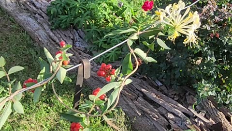 Assets of Interest contribute greatly to a venue when deployed in reserve