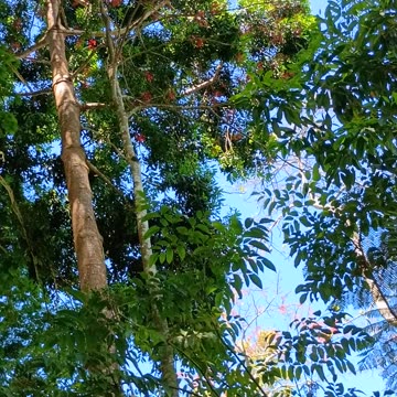 15.1.2025 Random Kuranda