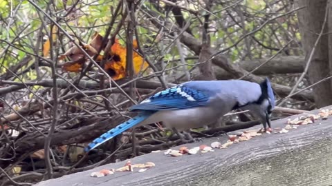 Angry Blue Jay about World Series loss 🤣