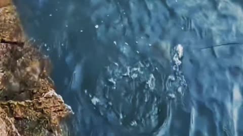 Guaranteed Fish: This Lure's Swimming Action is an Absolute Game Changer! 💯