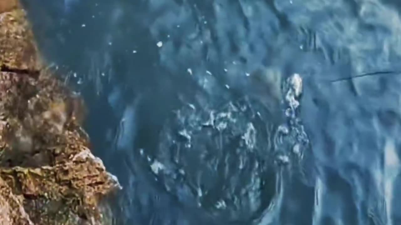Guaranteed Fish: This Lure's Swimming Action is an Absolute Game Changer! 💯