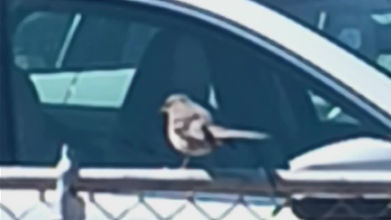 Happy hummingbird