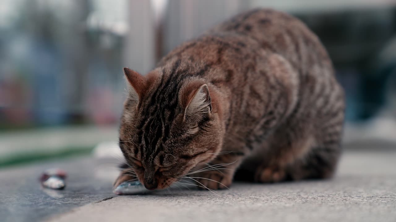 Cat video