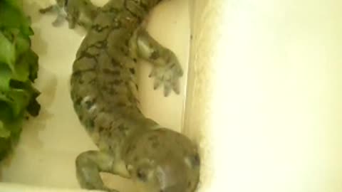 We found a tiger salamander!!