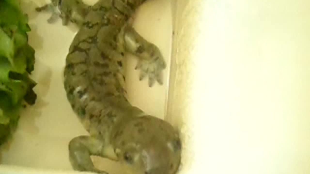 We found a tiger salamander!!