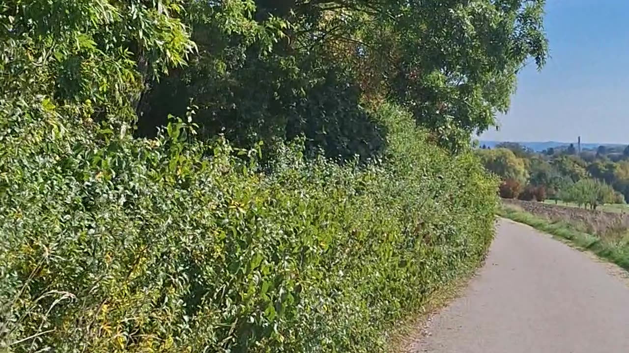 Compliance versus innate sense of justice