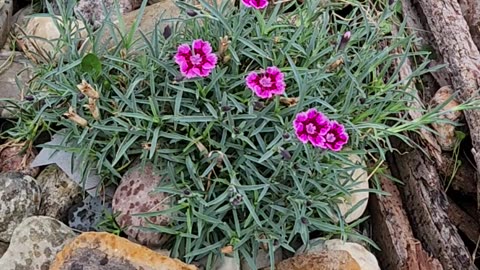Dianthus in the light rain