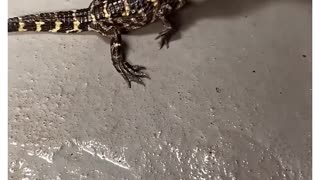 This man accidentally raised a crocodile J 😱