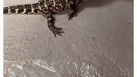 This man accidentally raised a crocodile J 😱