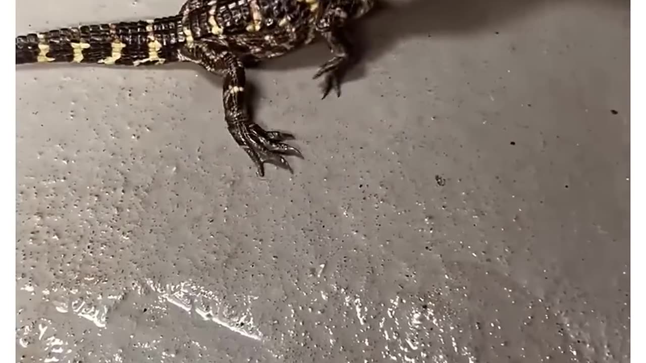 This man accidentally raised a crocodile J 😱