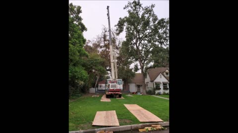 Sequoias Tree Service