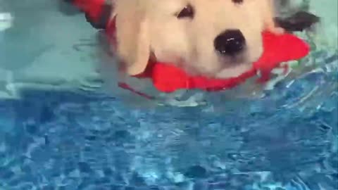 2024 Top Funny Cats and Dogs – Hilarious Pet Moments
