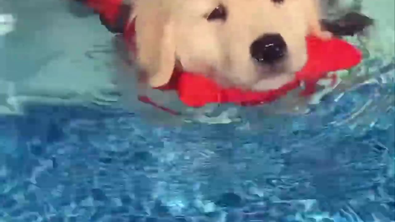 2024 Top Funny Cats and Dogs – Hilarious Pet Moments