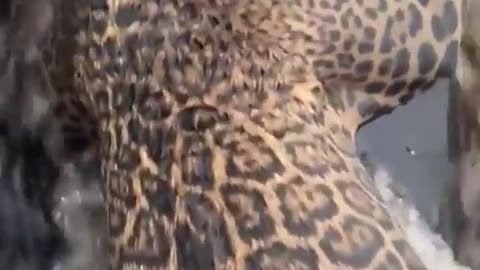 🧡🐆 Rescuers Save Injured Jaguar in Brazil! A Heartwarming Wildlife Rescue