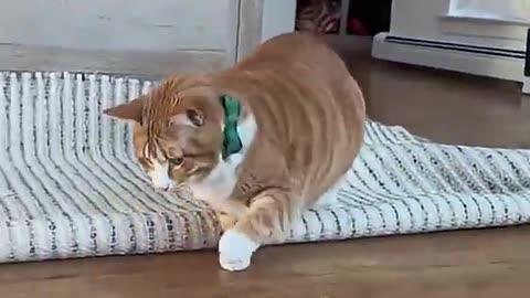 Play with your cat😂