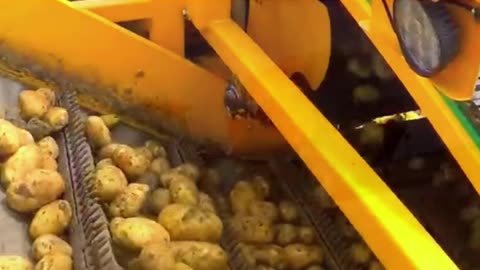 Potato Production Process Used for Agriculture Sector