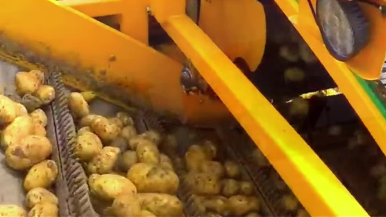 Potato Production Process Used for Agriculture Sector