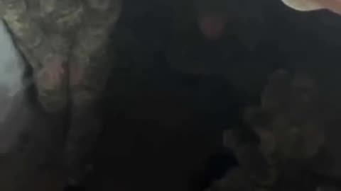 This is how the crests treat their buried brothers-in-arms. NiRabs, what the hell?