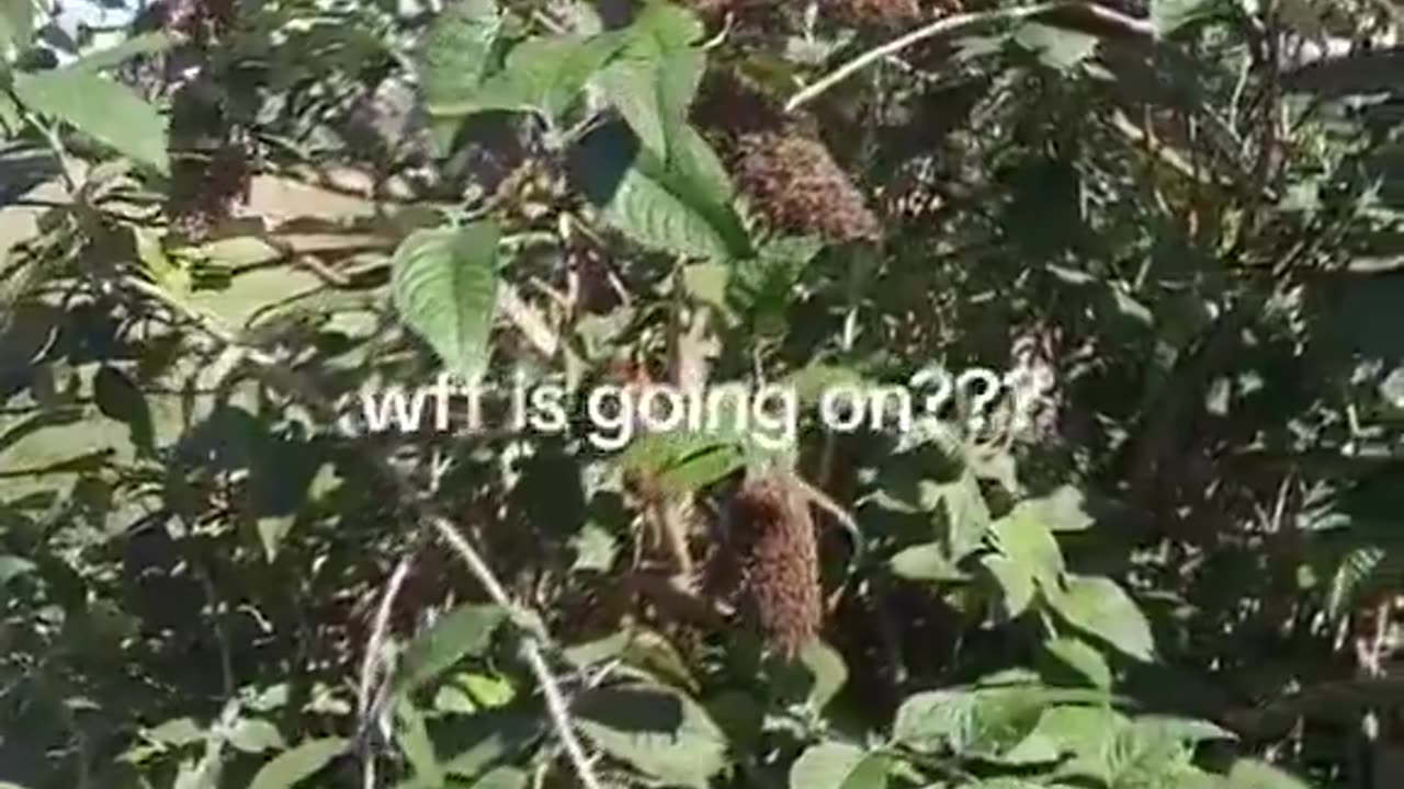 “世界揭露38氣象武器與化學凝結尾01”農民的發現…幾個月來，詭異的雲層籠罩著他的土地，使其變得異常寂靜！沒有昆蟲、沒有蜜蜂、沒有鳥類，農作物也拒絕生長…（似曾相似的手法）