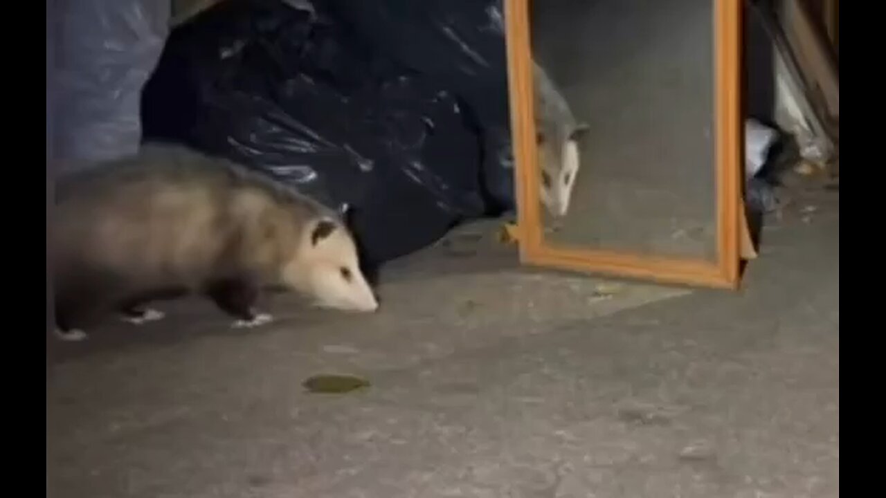 The possum saw his reflection in the mirror, panicked and faked his death.