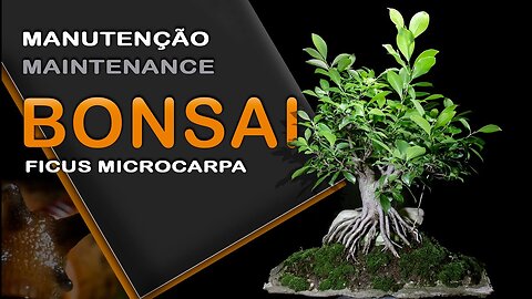 Manutenção bonsai de ficus: bonsai SP