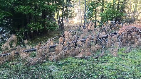 Bigfoot Evidence - hike into bigfoot territory full of broken cedars