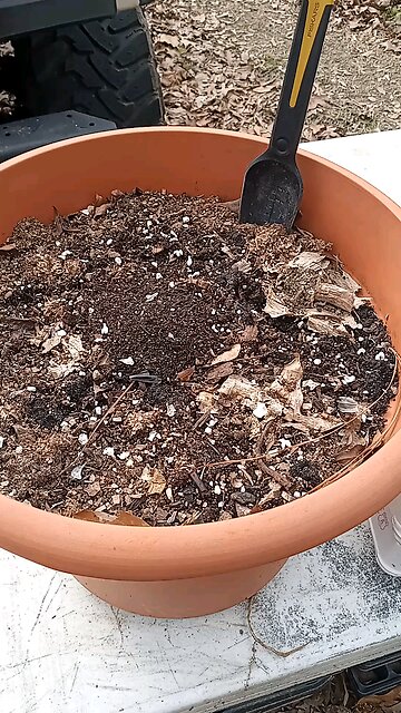 planting black walnut seeds