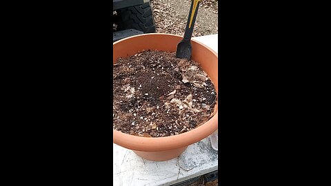 planting black walnut seeds