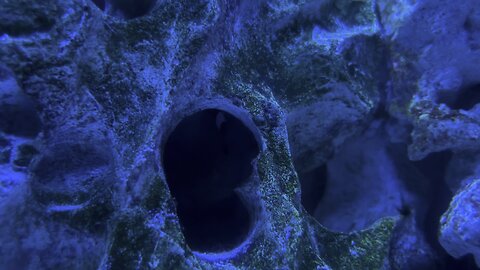 Clown fish hiding in cave