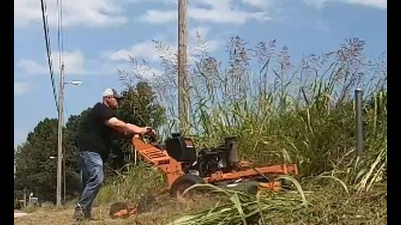 6 Foot Tall Grass! Cut or Fined!