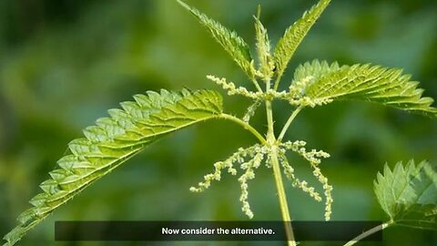 Iron deficient? .... Try Nettle 🌿