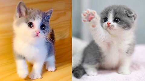 Baby Cats - Cute and Funny Cat Videos Compilation