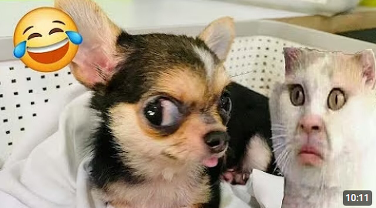TRY NOT TO LAUGH 🤣. Funny and cute animal videos compilation