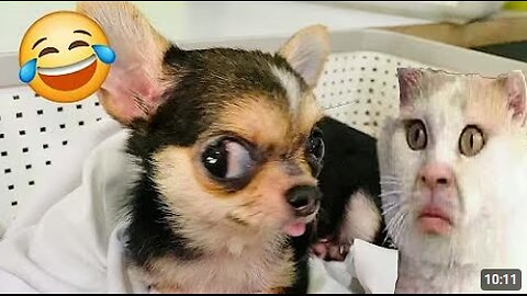 TRY NOT TO LAUGH 🤣. Funny and cute animal videos compilation