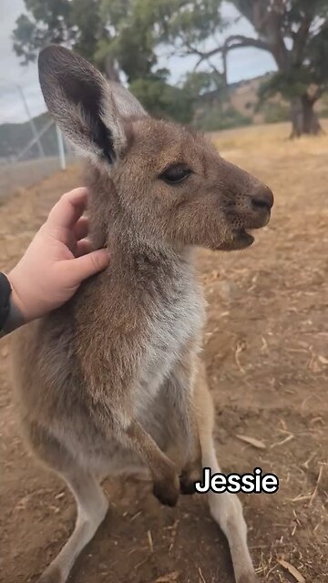 Lovely kangaroo