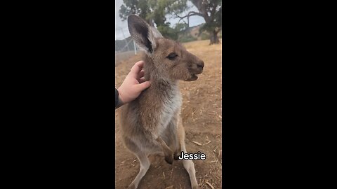 Lovely kangaroo