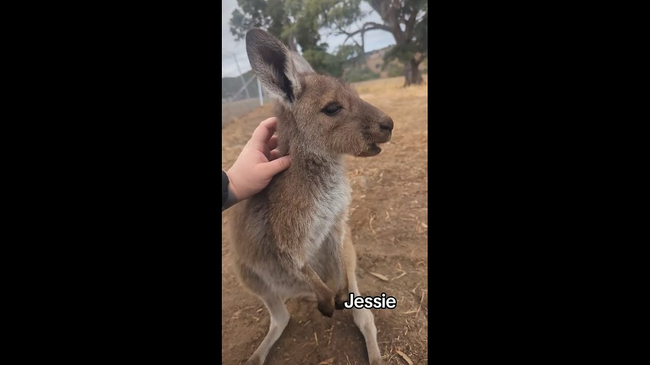Lovely kangaroo