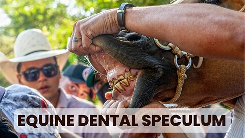 How to Find an Equine Dental Speculum