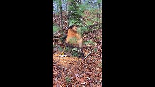 TREE IS ALMOST DOWN.