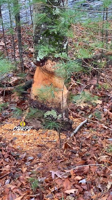 TREE IS ALMOST DOWN.