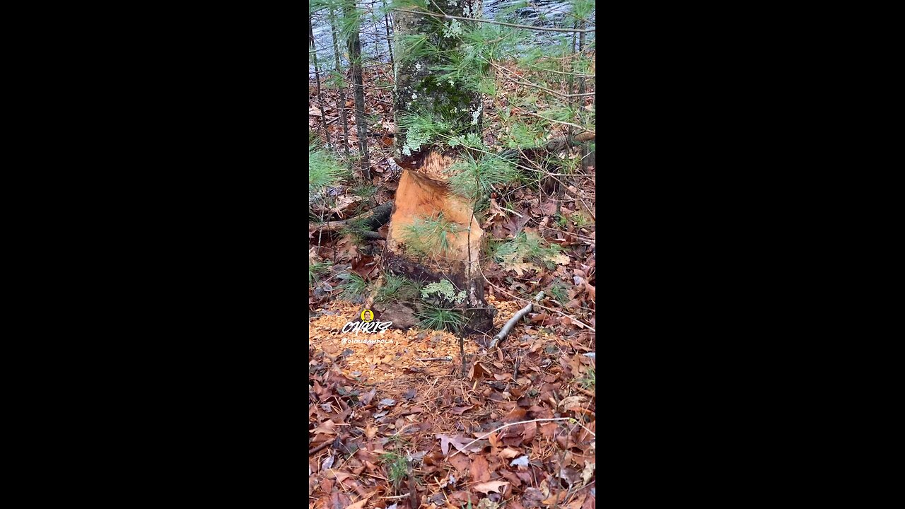 TREE IS ALMOST DOWN.
