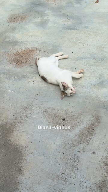 “Cat Sleeping Peacefully on the Ground 💤 | So Calm and Cute”