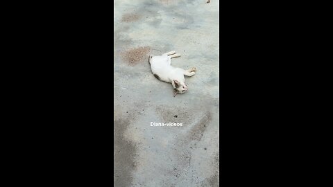“Cat Sleeping Peacefully on the Ground 💤 | So Calm and Cute”
