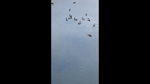 Mallard Ducks 🦆 #followme #shorts #trending #viral #mallardducks #ducks #duck #swimming