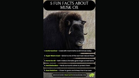 5 Fun Facts about Musk Ox - Arctic Survivors #animallovers